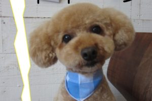 きょとんトイプードル