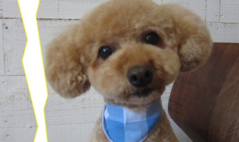 きょとんトイプードル