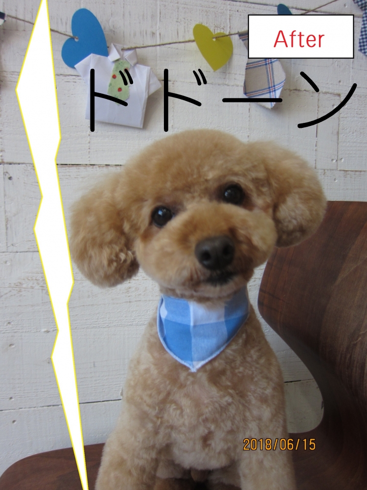 きょとんトイプードル