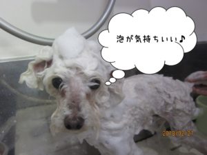 シャンプー中トイプードル