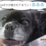 スパポコちゃん