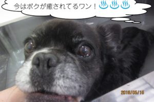 スパポコちゃん