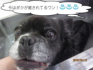 スパポコちゃん