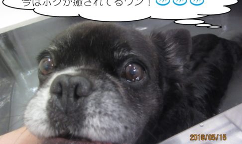 スパポコちゃん