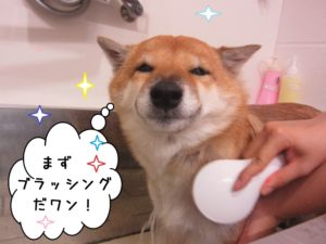 シャンプー中柴犬