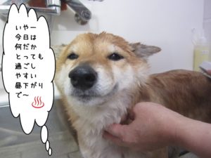 スパ中柴犬