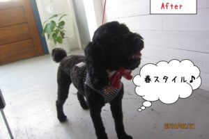 嬉しそうな黒トイプードル