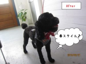 嬉しそうな黒トイプードル