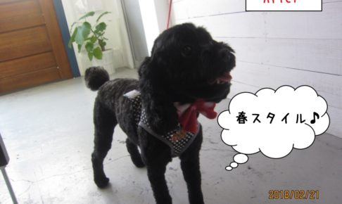 嬉しそうな黒トイプードル