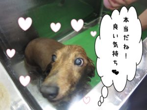 スパ中ミニチュアダックス