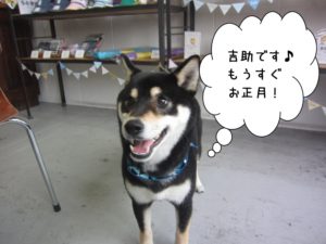 施術後黒柴犬