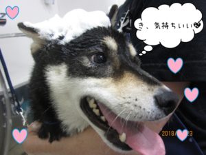 シャンプー中黒柴犬