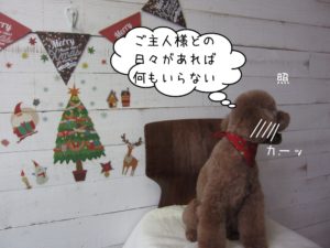 カット後トイプードル