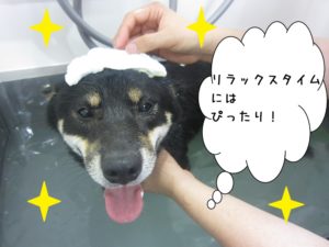 スパ中柴犬