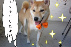 笑顔柴犬