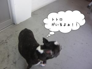 施術後ボストンテリア