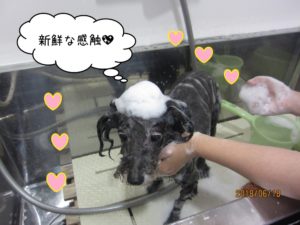 シャンプー中ミックス犬