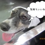 舌出しコーギー