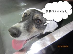 舌出しコーギー