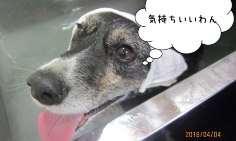 舌出しコーギー