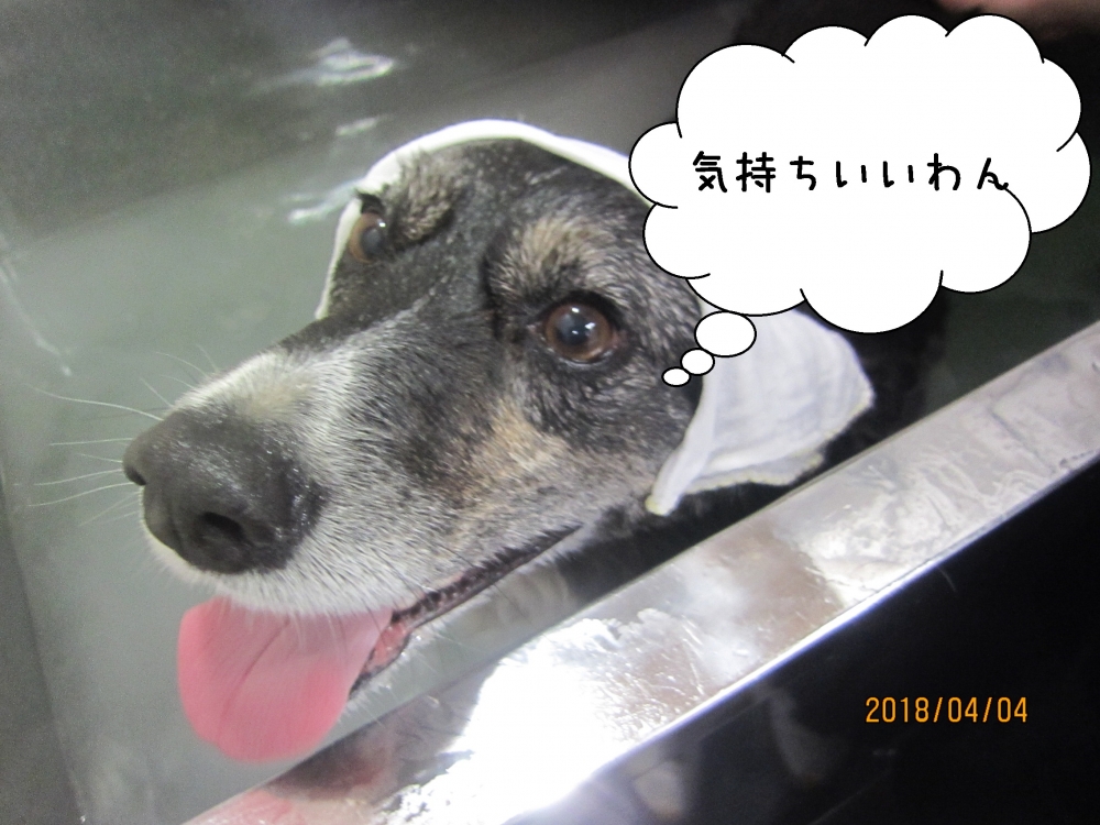 舌出しコーギー