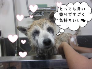スパ中柴犬