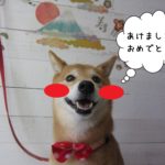あけましておめでとう柴犬