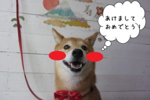 あけましておめでとう柴犬