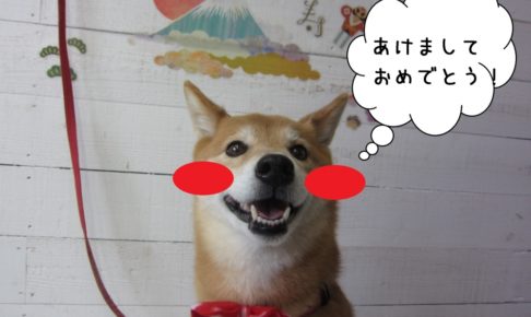 あけましておめでとう柴犬