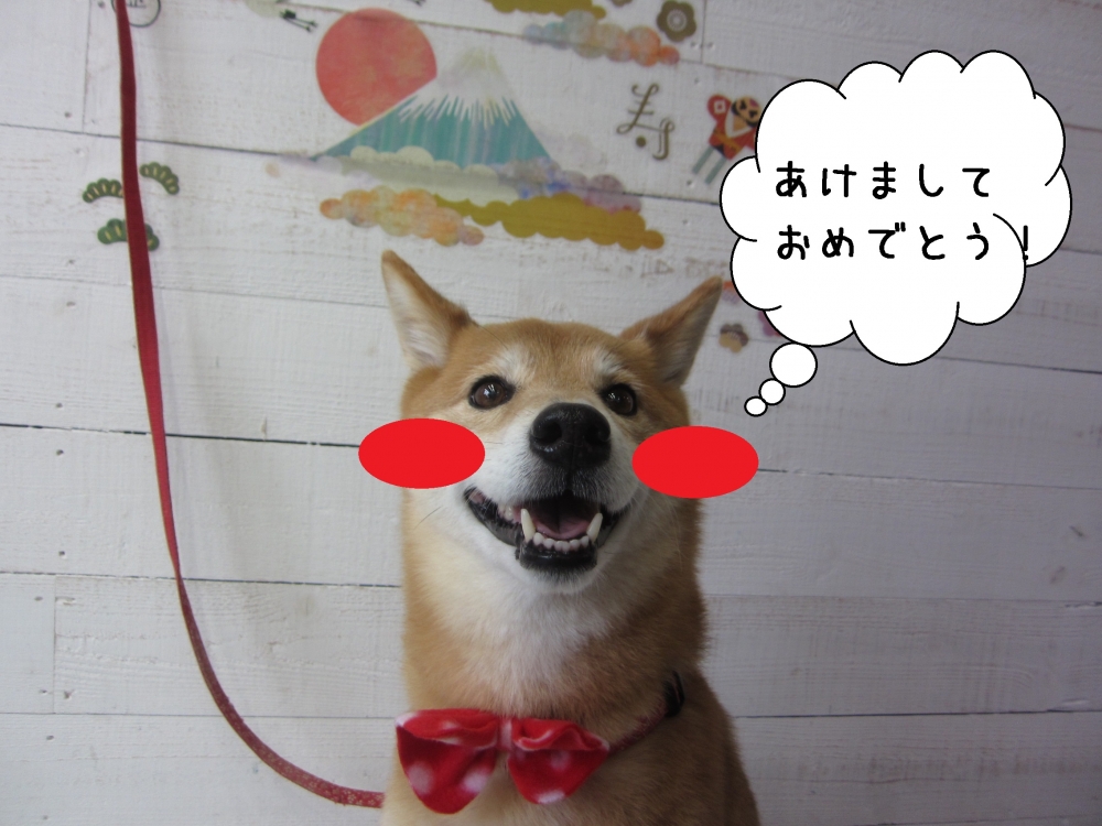 あけましておめでとう柴犬