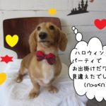 おすましミニチュアダックス