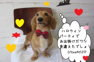 おすましミニチュアダックス