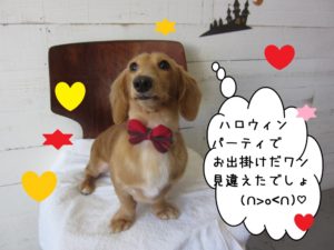 おすましミニチュアダックス