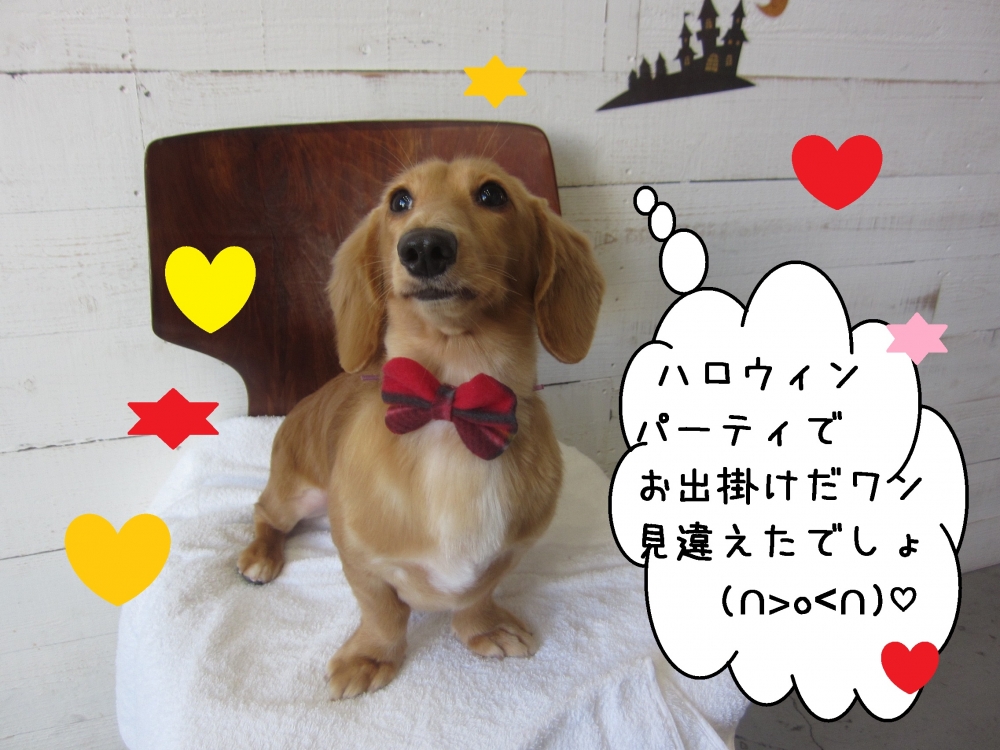 おすましミニチュアダックス