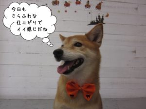 笑顔柴ミックス