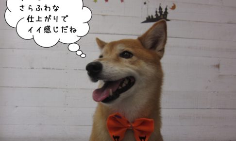 笑顔柴ミックス