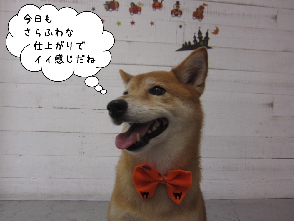 笑顔柴ミックス