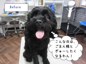 カット前トイプードル