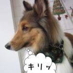 横顔シェルティー