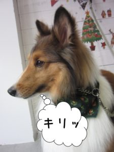 横顔シェルティー