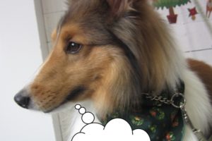 横顔シェルティー