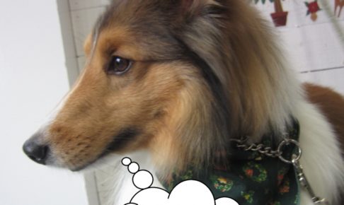 横顔シェルティー