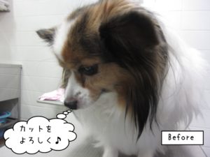 カット前パピヨン