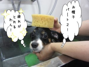 スパ中パピヨン