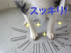 カット後ボーダーコリー