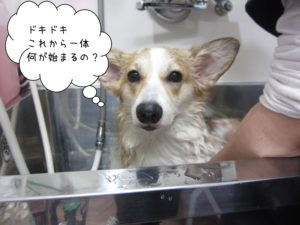 シャンプー中コーギー