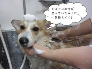 シャンプー中コーギー