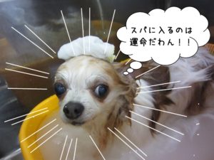 スパ中チワワ