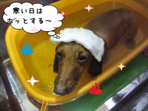 スパ中ミニチュアダックス