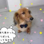 おすまし笑顔ミニチュアダックス